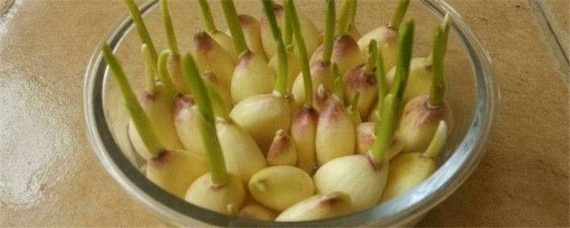 水蒜在家里种植方法