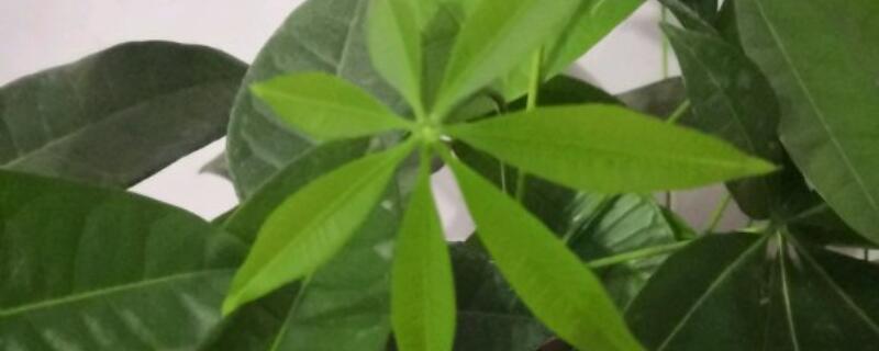 发财树 怎么过冬