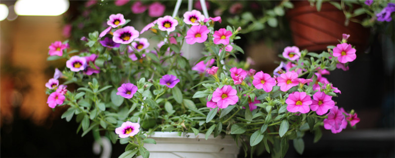 长春花种植注意事项