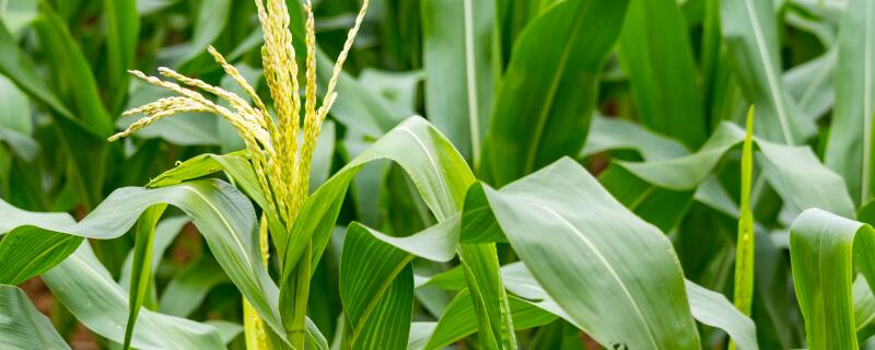 种植玉米的注意事项