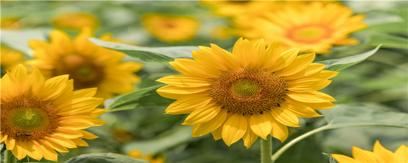 太阳花幼苗怎么浇水