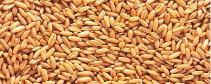 安徽小麦什么时候收割