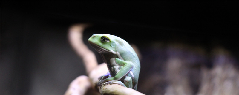 老爷树蛙幼苗如何饲养