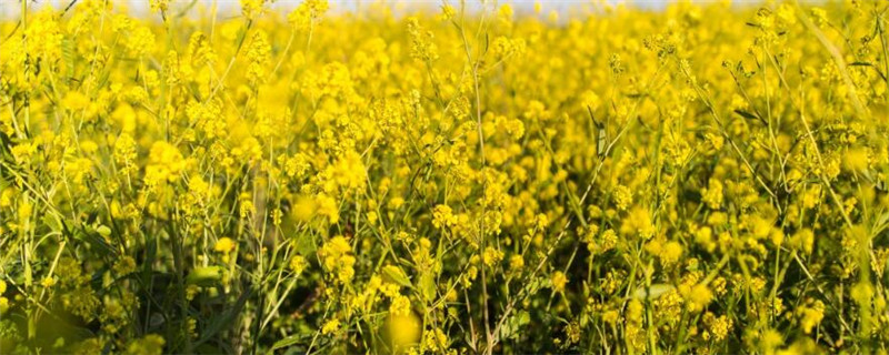 我国油菜集中产区主要分布特点
