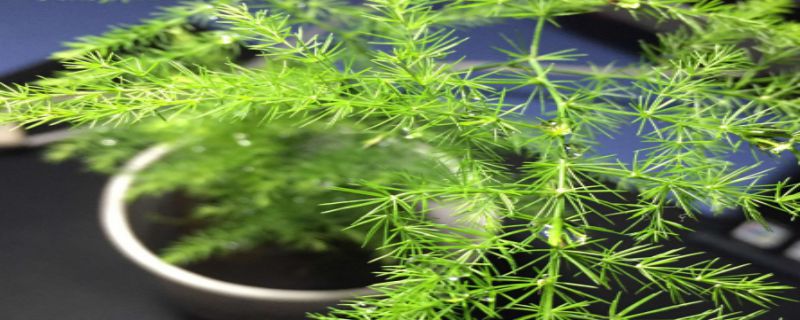 文竹多久浇一次水夏天