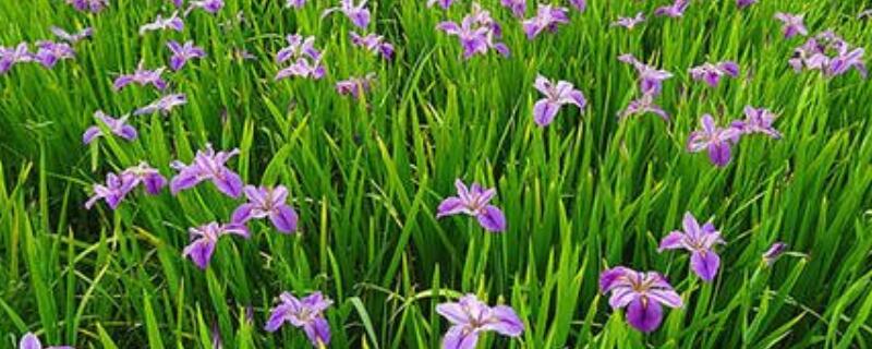 葱兰怎么浇水才能开花