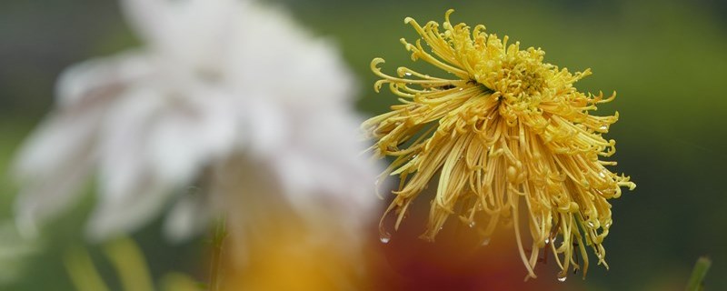 菊花是几月开