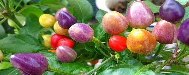 五彩辣椒怎么种植方法