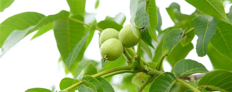 核桃的种植方法与管理