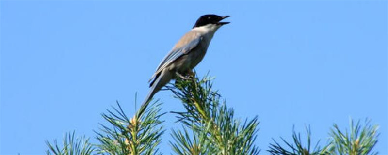 松鸭是几级保护动物