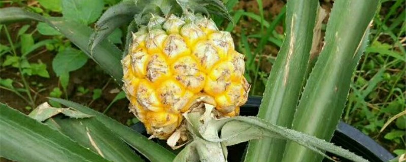 菠萝头种植注意事项