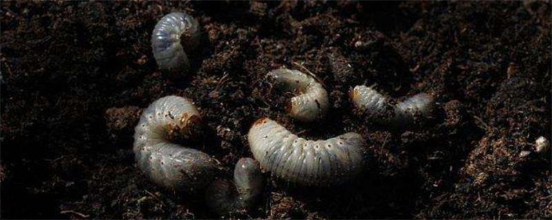 老母虫用什么药防治