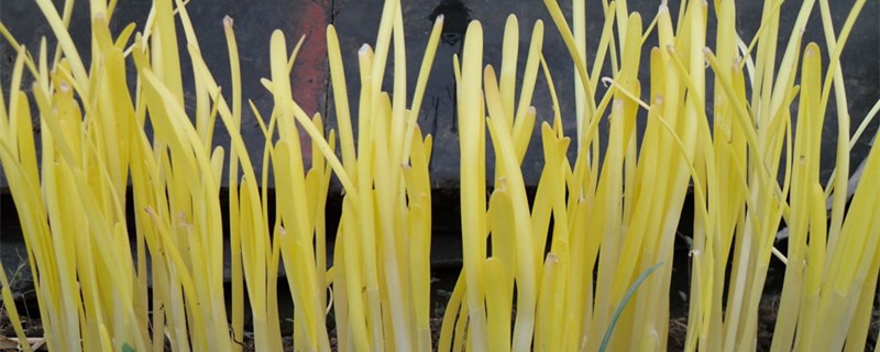 韭黄如何种植
