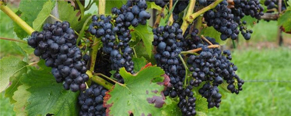 葡萄落果严重怎么办