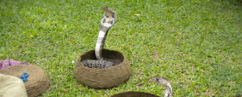 眼镜蛇用什么保护自己