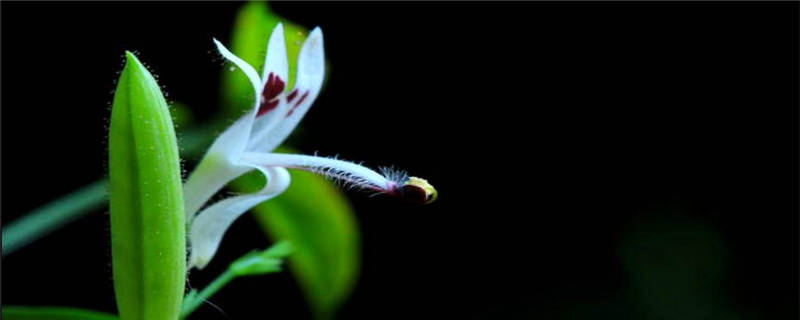 穿心莲种植注意事项