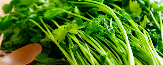 冬季适合种植什么蔬菜