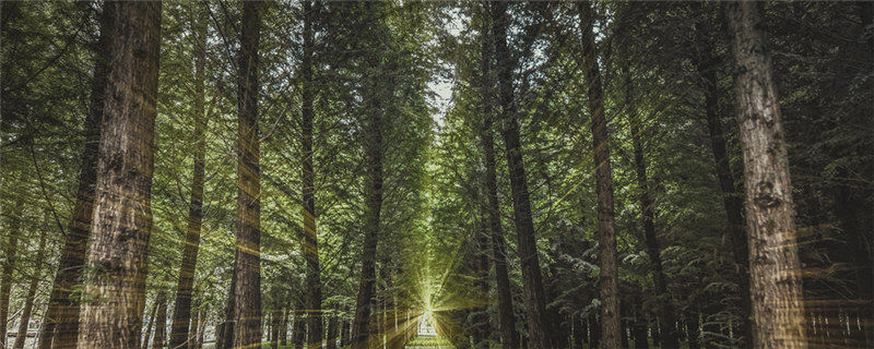 乔木树长在哪里