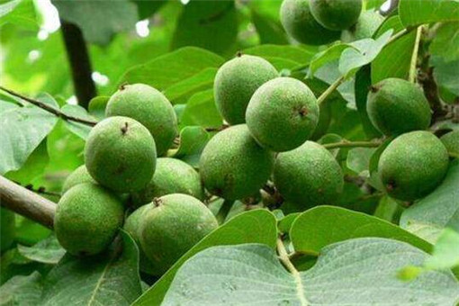 核桃树多久挂果