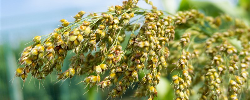 高粱拔节是什么意思