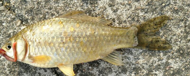 芝麻鲫是什么品种