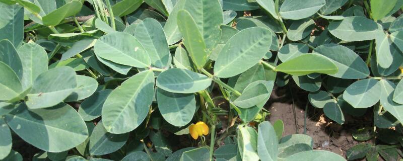 花生开花时喷什么高产