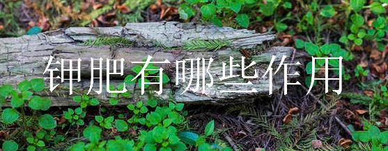 钾肥有哪些作用