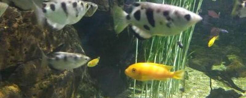 射水鱼和什么鱼混养