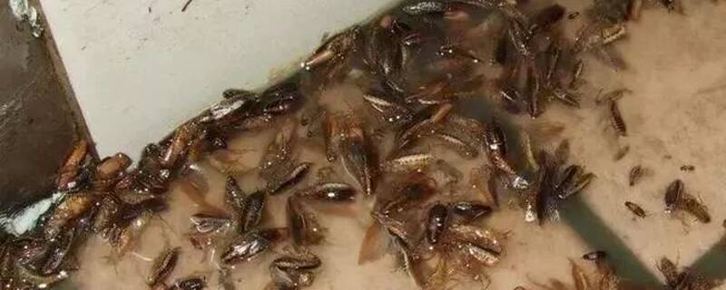 下水道蟑螂怕什么气味