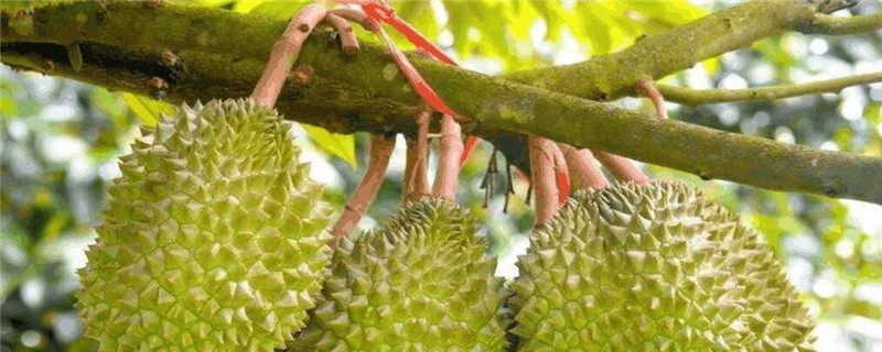 榴莲怎么施肥