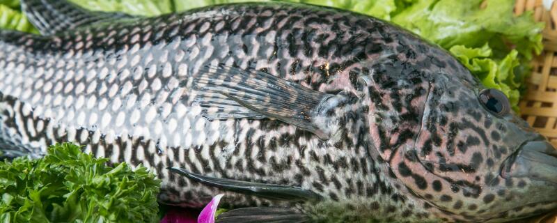 钓黑头用什么饵