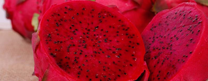 火龙果的种植注意事项