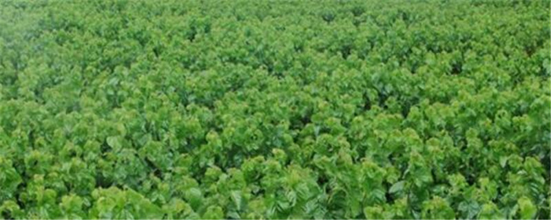 桑树打农药后几天蚕可以吃