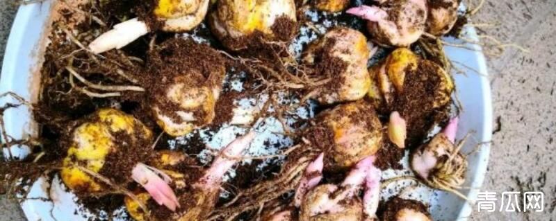 百合种球种植注意事项