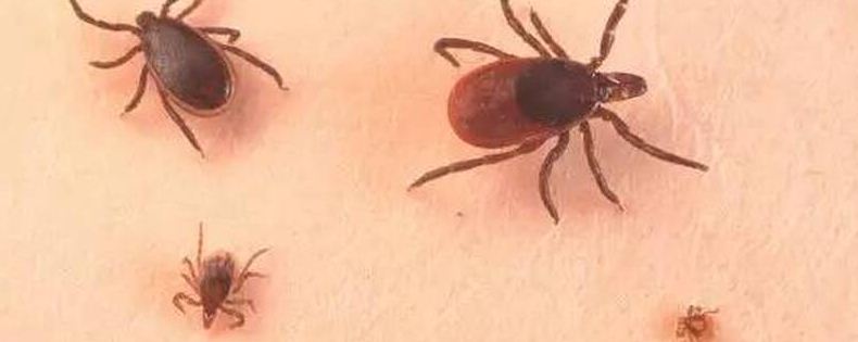 蜱虫用什么农药