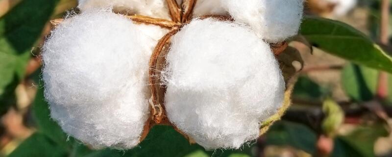 棉花什么时候用锌肥