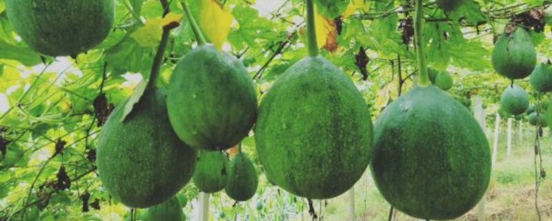 吊瓜怎么施肥