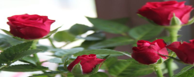 玫瑰花种植注意事项