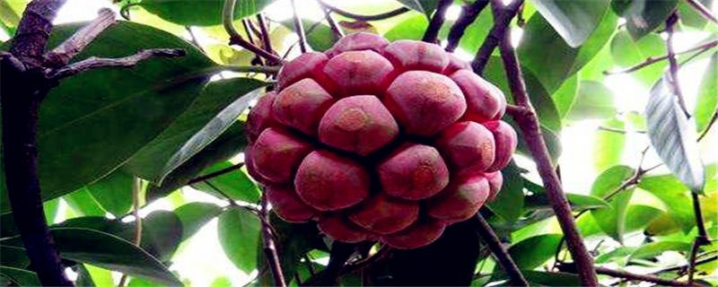 血藤果多久挂果