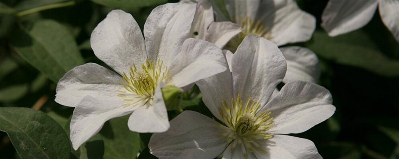 铁线莲怎么施肥