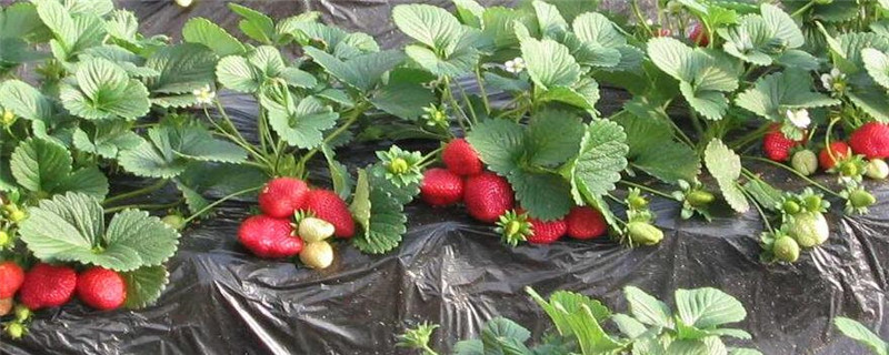 小草莓怎么种