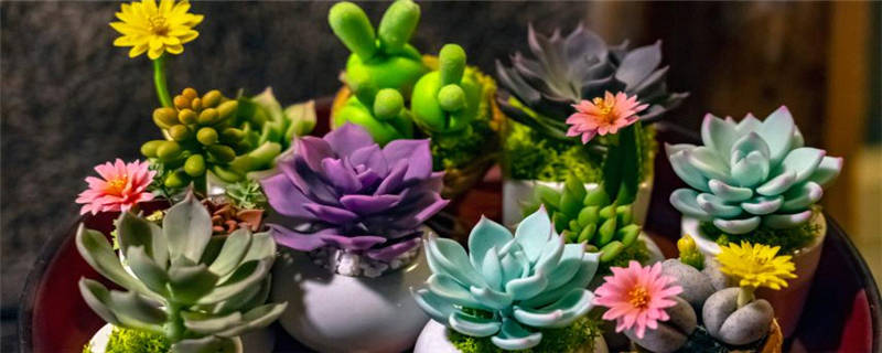 多肉植物怎么过冬天