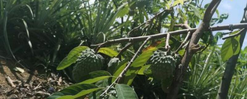 释迦果种植方法