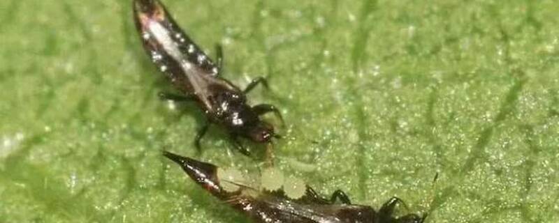 蓟马虫用什么药防治