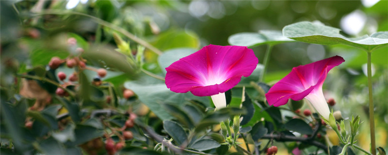 牵牛花的特点是什么?