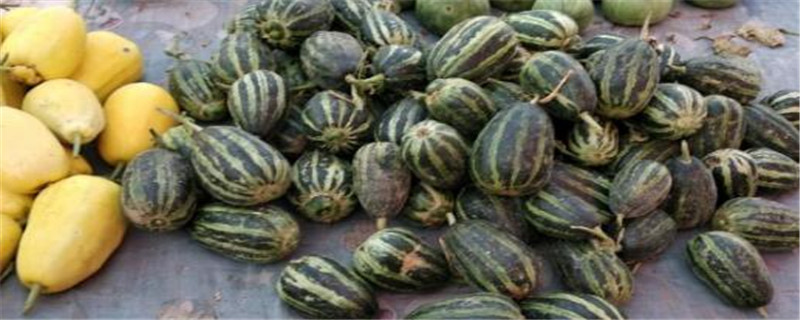 博洋9号甜瓜是转基因吗