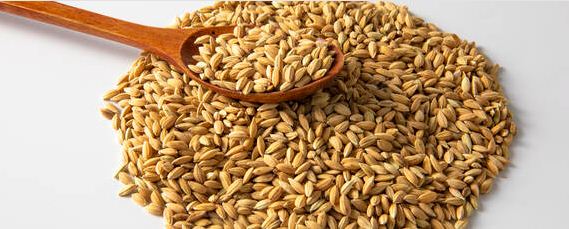 水稻浸种催芽方法