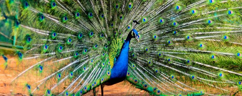 什么动物是禁止养殖的