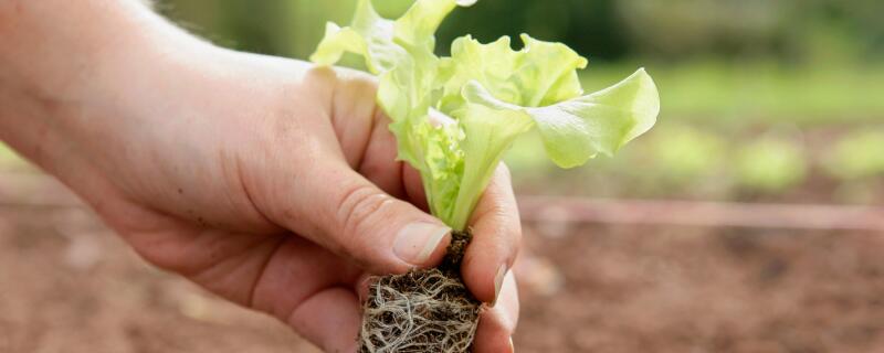 意大利生菜的种植方法和时间