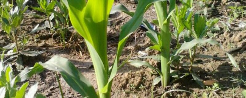 玉米苗前封闭除草剂注意事项